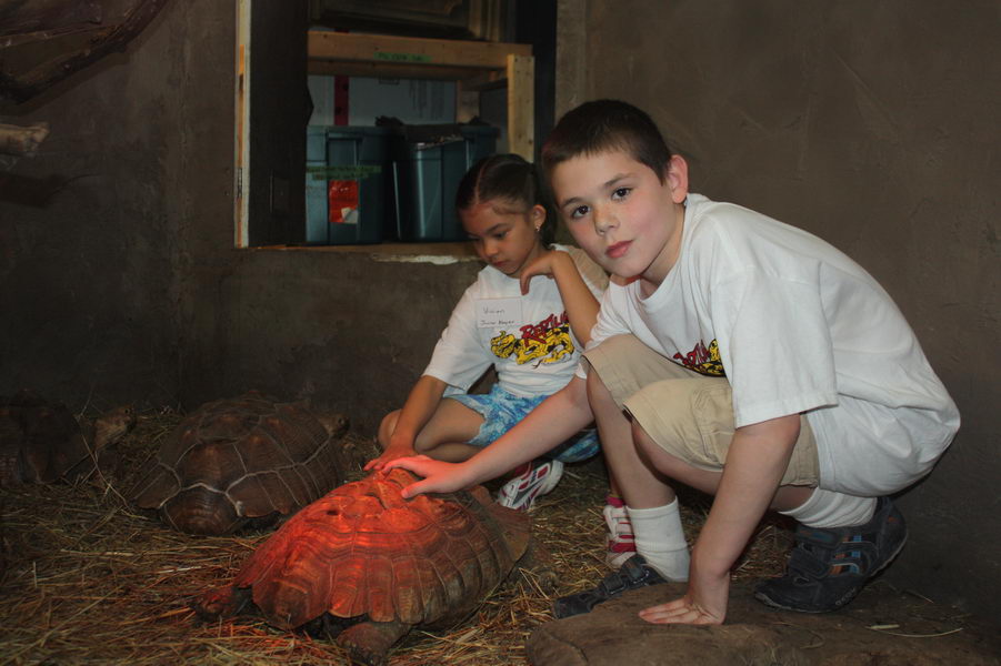 junior keepers learning to care for tortoise during program