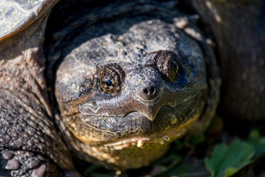 alligator snapping turtle at reptilia reptile zoo