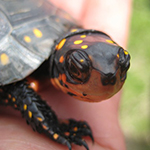 reptilia ontario turtles feedings schedule