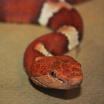 reptilia vipers feedings schedule