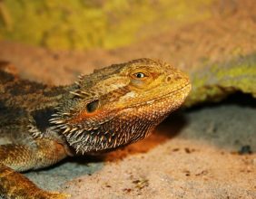 bearded dragon for reptile adoption program