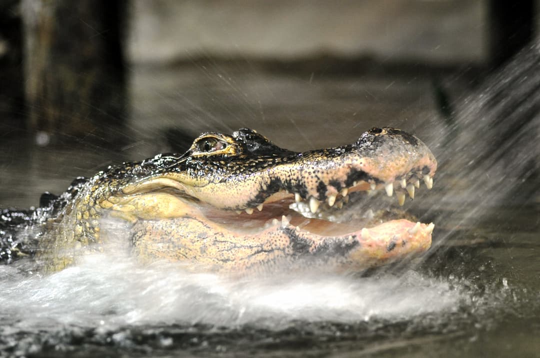 Reptilia's American Alligators