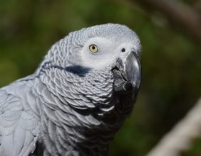 Reptilia's Kiva the Grey African Parrot
