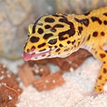 Adopt_Leopard_Gecko