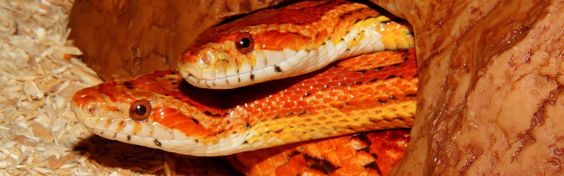 Smallest 2024 corn snake