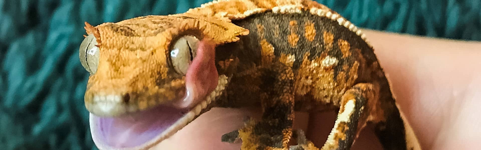 Crested Gecko licking its eye