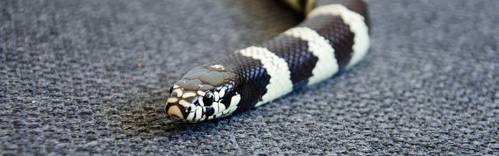 King Snake