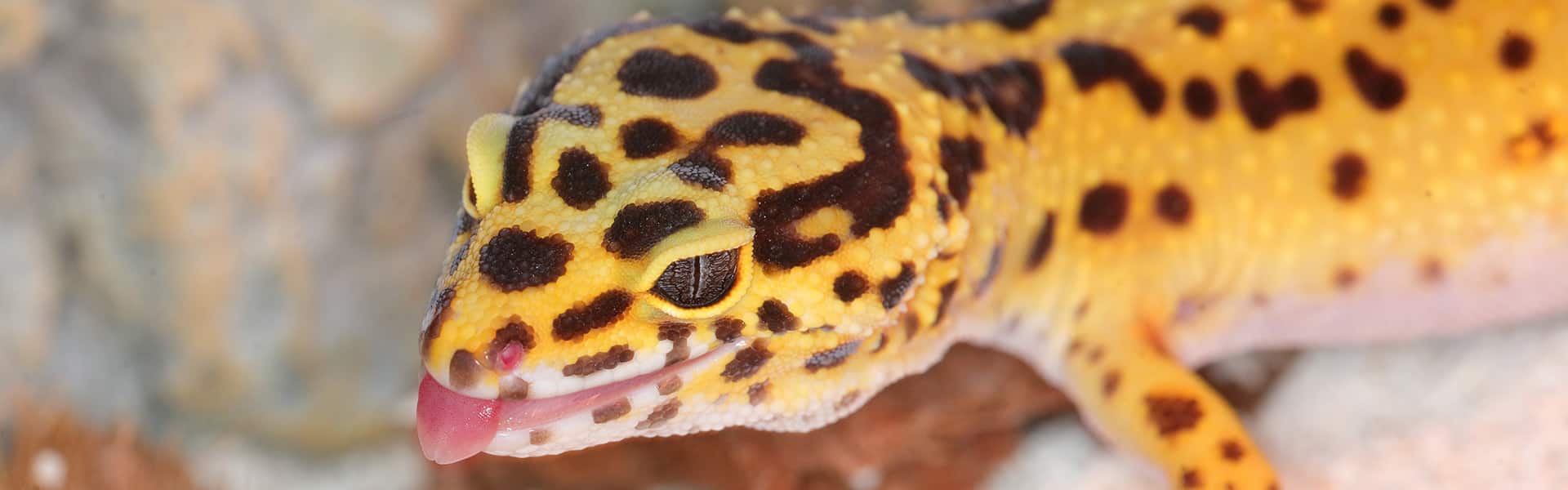 Leopard Gecko – Reptilia Zoo