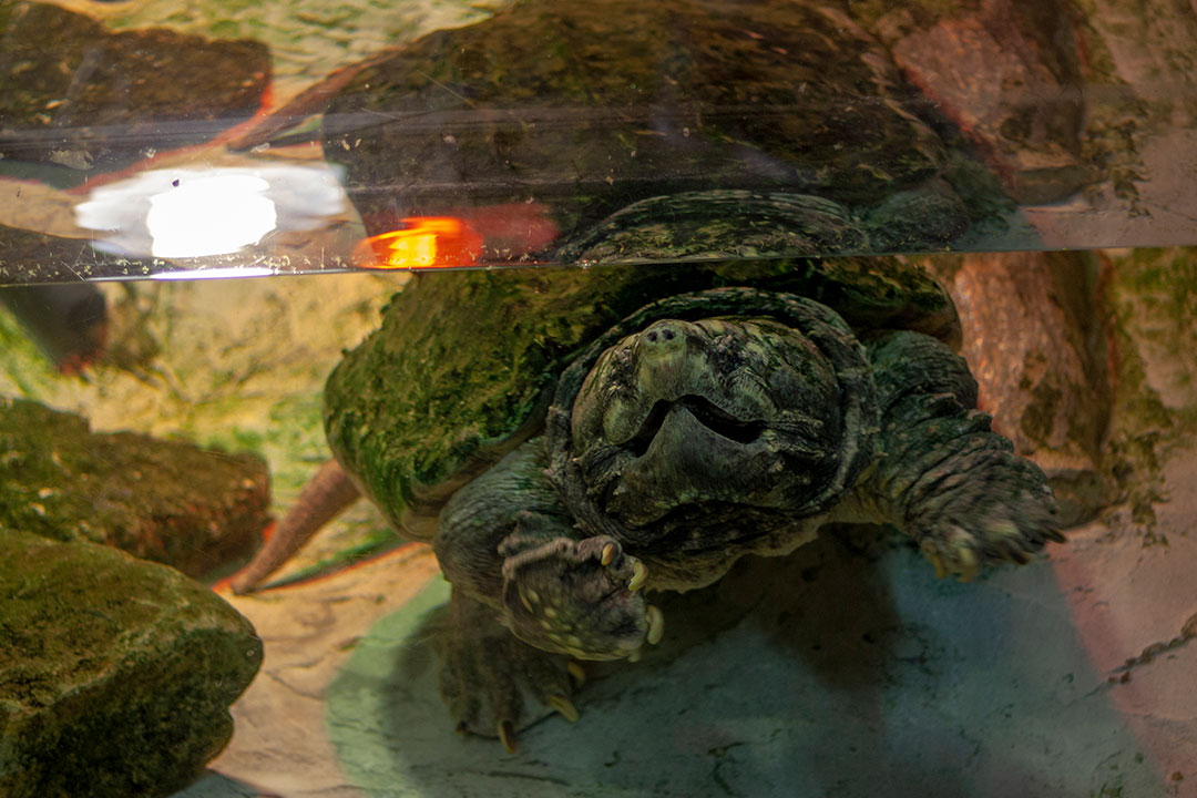 Alligator Snapping Turtle swimming in habitat