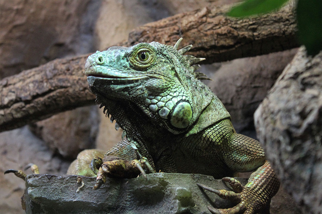 Green Iguana on branches