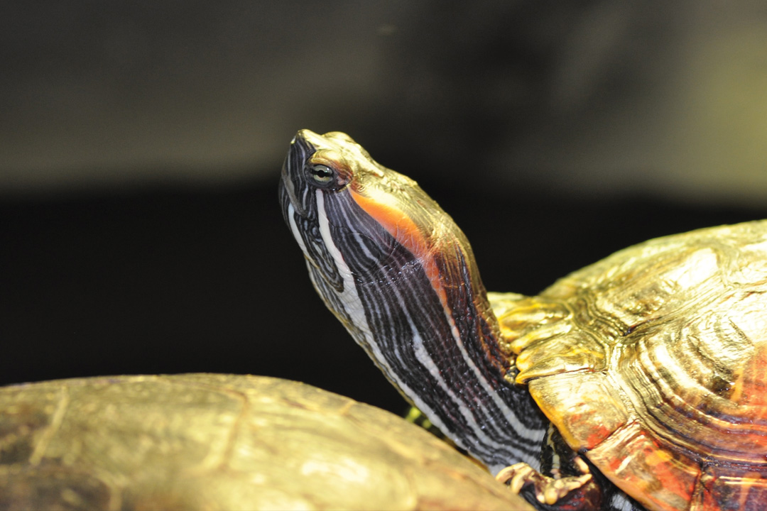 Red Eared Slider Turtle out of water