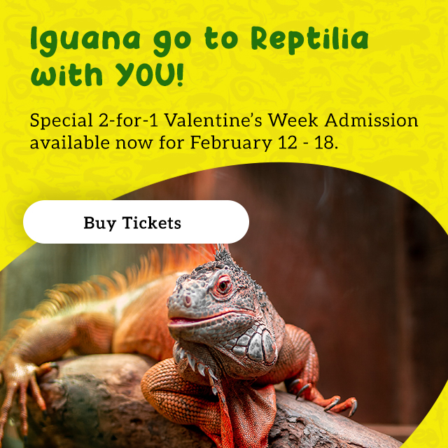 Reptilia Valentine's Day Special