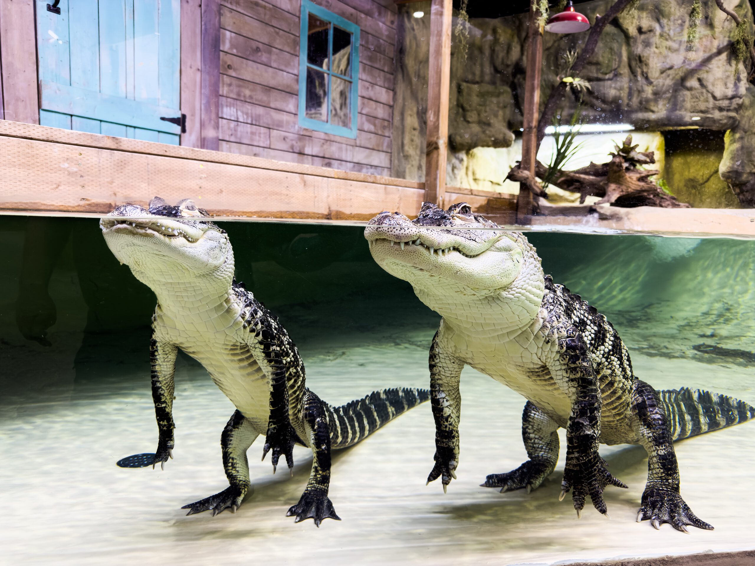 Conservation exhibits