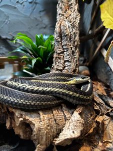 Read more about the article Conservation Planning for Canadian Snakes