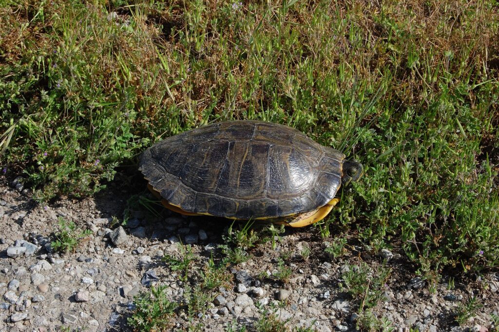 Adult red-eared slider