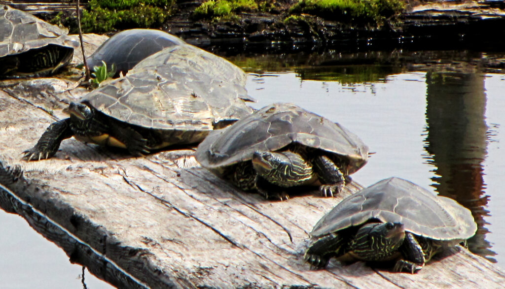 Northern map turtles basking