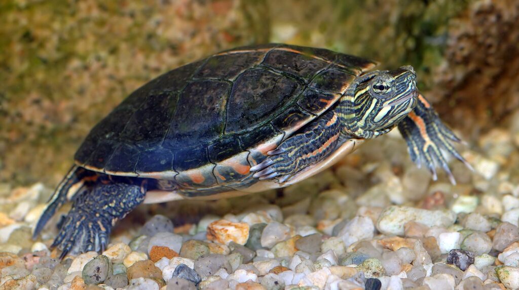 Painted turtle