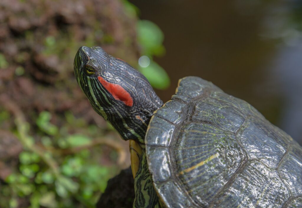 Red-eared slider showing its red stripe