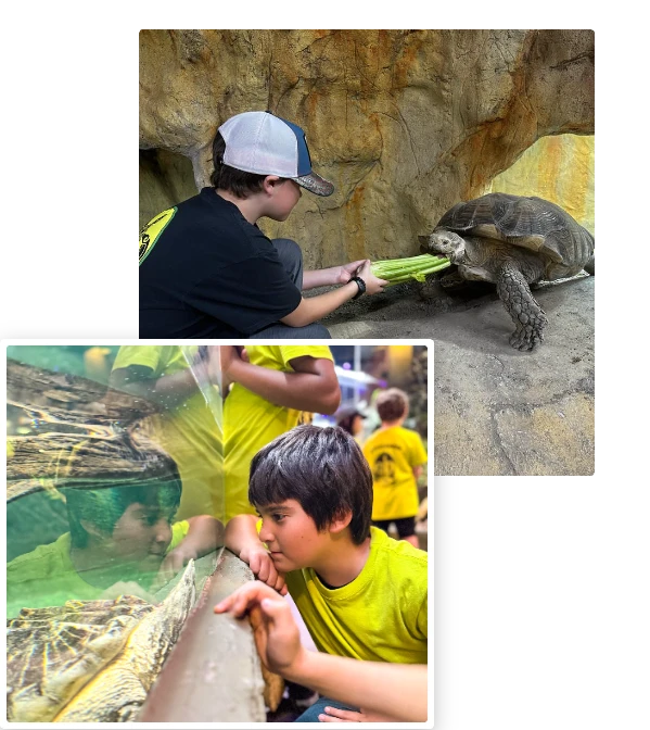Boy feeding a giant tortoise and a child looking closely at a reptile through the glass at Reptilia