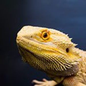 Bearded Dragon